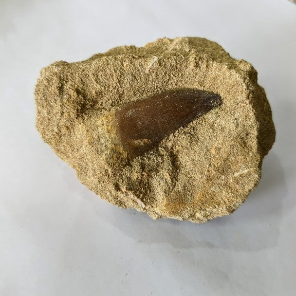 Diente fósil de Mosasaurio thalassotitan 3 cm – FO-DMF3