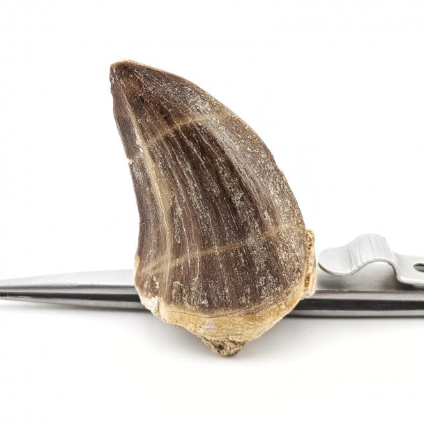 Mosasaurio Thalassotitan 3 Cm