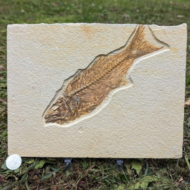 27 cm