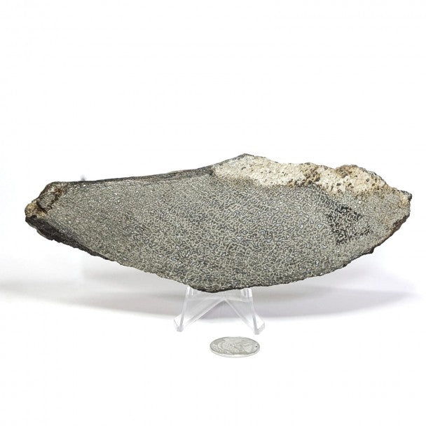 Hueso fósil de Sauropodo 19 cm – FO-HUSA2