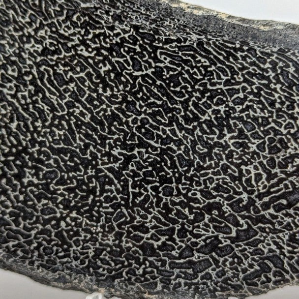 Hueso fósil de Sauropodo 19 cm – FO-HUSA2