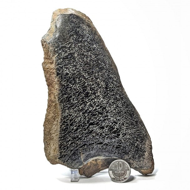 Hueso De Sauropodo