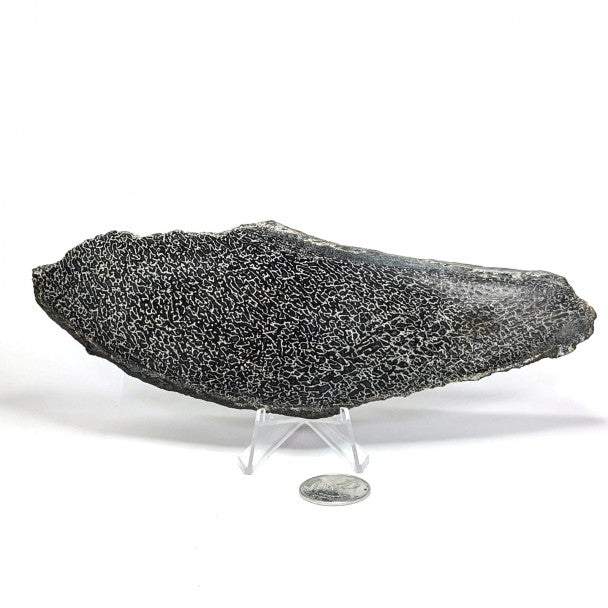 Hueso fósil de Sauropodo 20 cm – FO-HUSA1