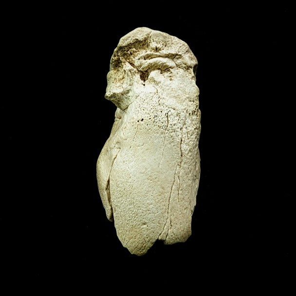 Metatarso De Pappocetus 7 X 4 Cm