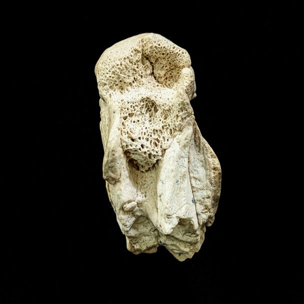 Metatarso De Pappocetus 7 X 4 Cm – F-HMP1