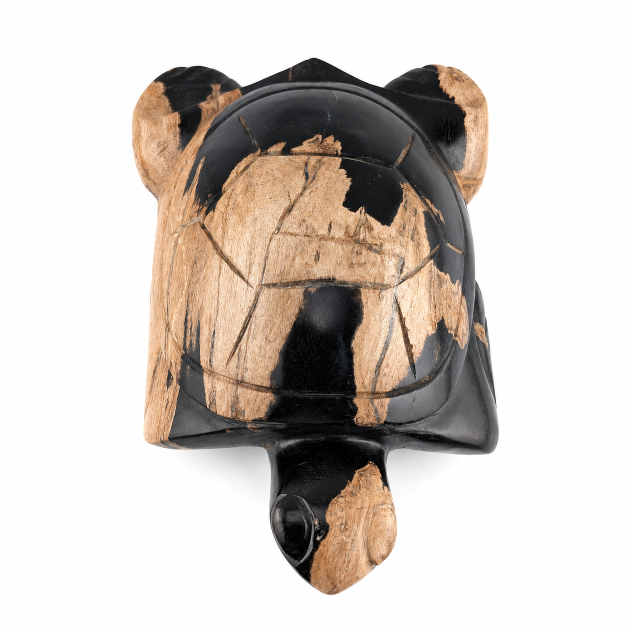 Tortuga de madera petrificada