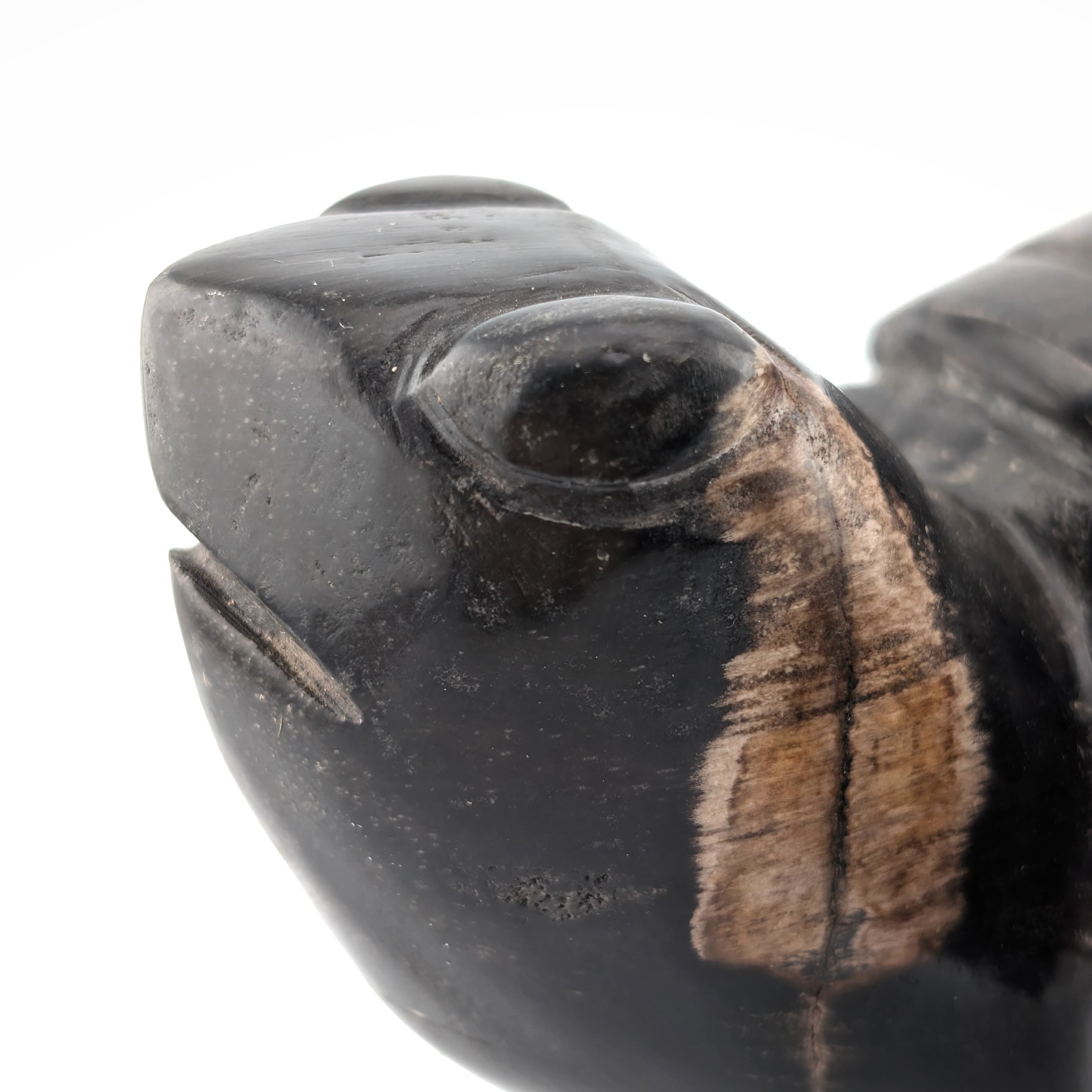 Tortuga de madera petrificada