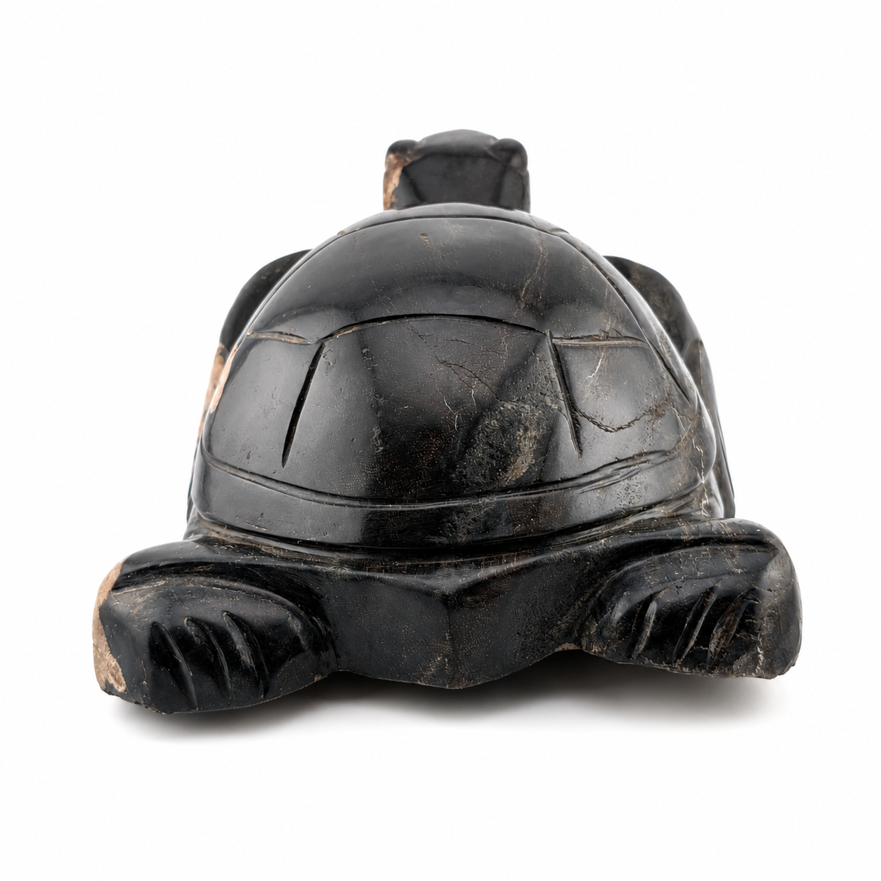 Tortuga de madera petrificada