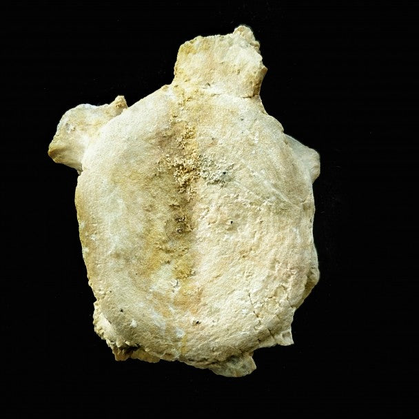 Vertebra De Basilosaurio 4 X 5 Cm