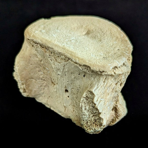 Mamíferos marinos