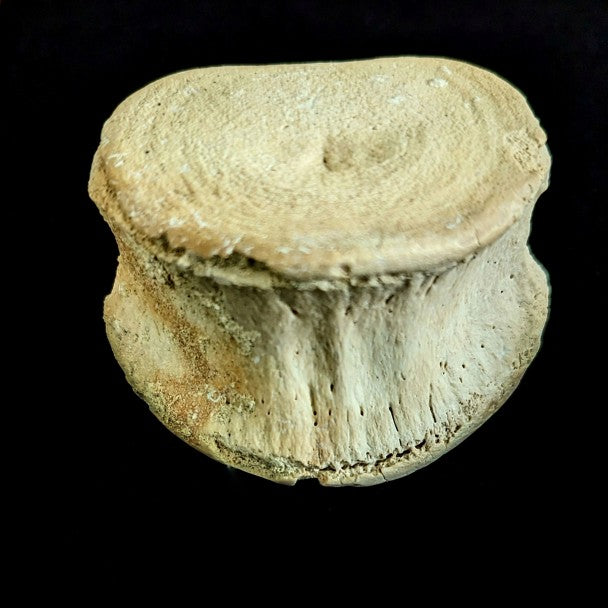 Vertebra De Basilosaurio 6 X 4 Cm – F-VB1