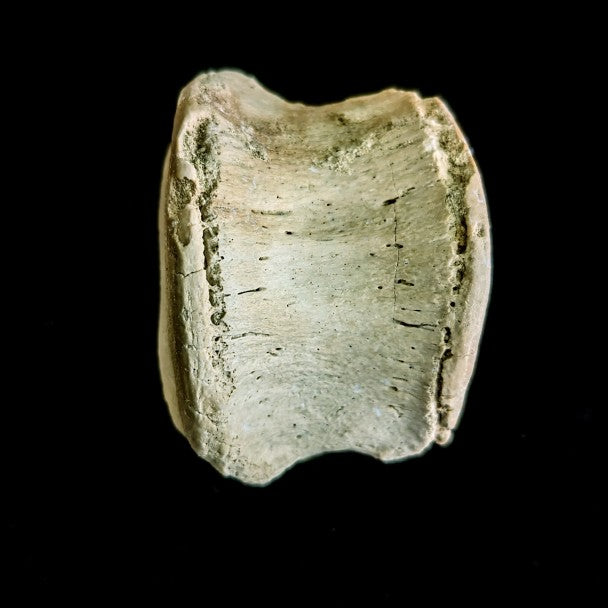 Vertebra De Basilosaurio 6 X 4 Cm – F-VB1